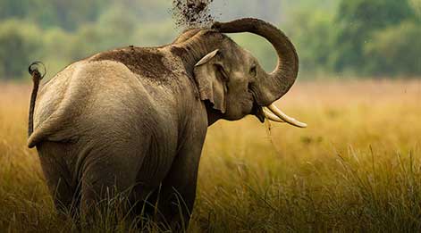elephant safari dudhwa