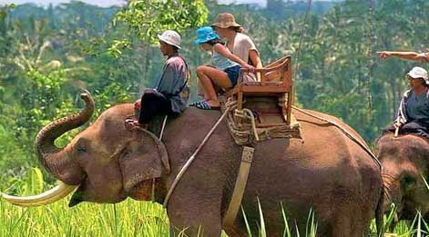 dudhwa elephant safari