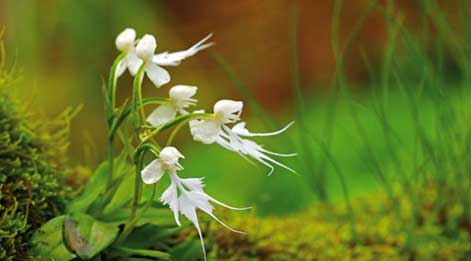 flora in dudhwa