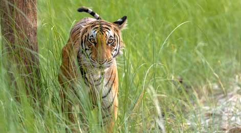 dudhwa safari booking