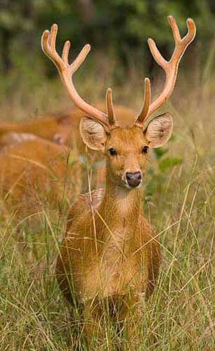  dudhwa swamp deer